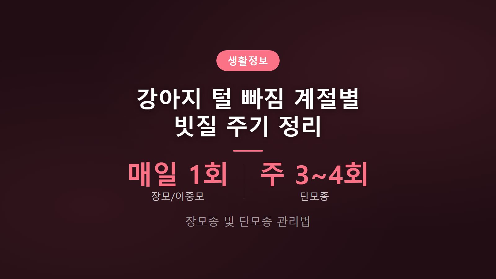 강아지 털 빠짐 계절별 관리 빗질주기 1회 및 3회 권장 가이드 이미지
