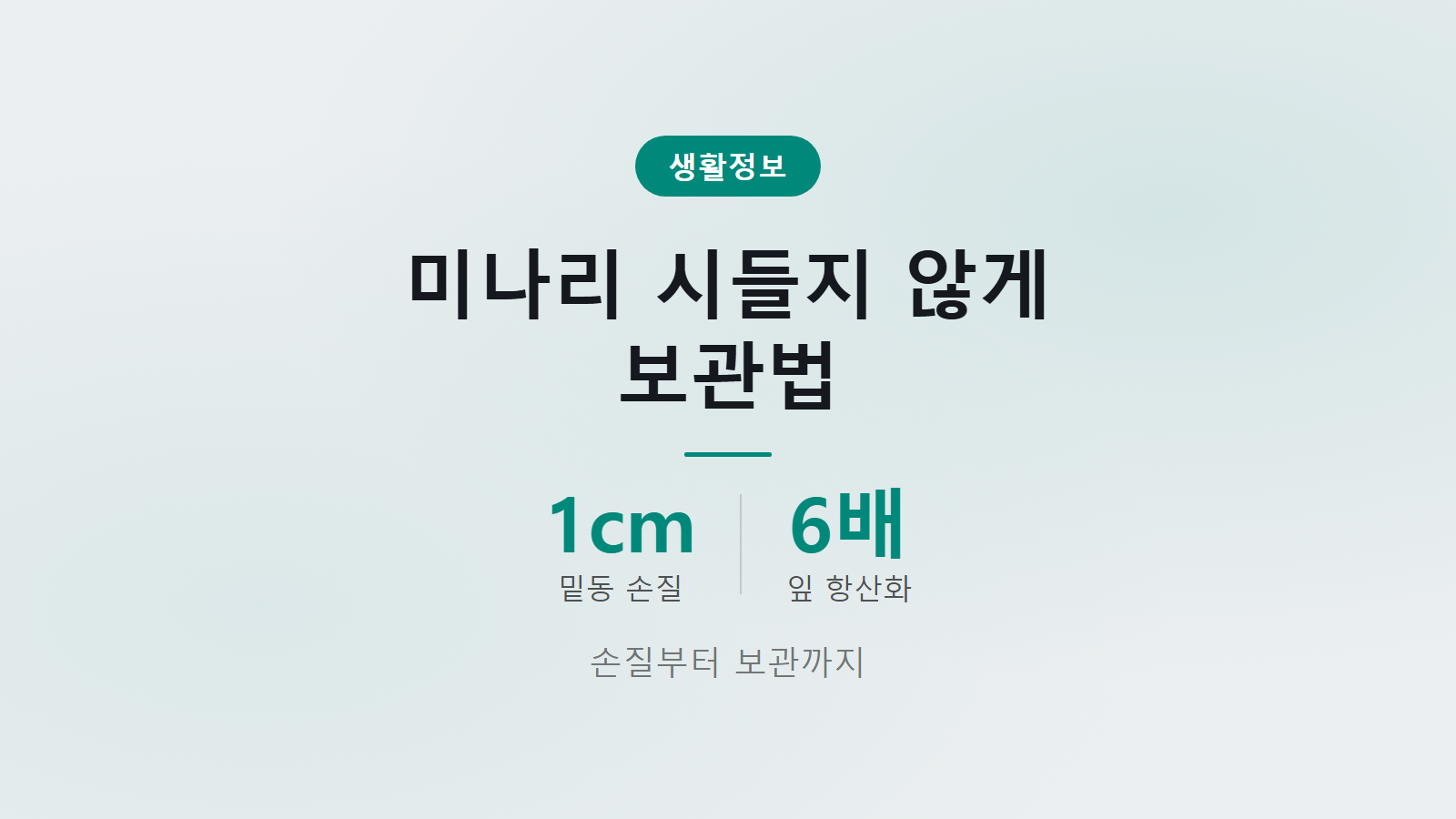미나리 시들지 않게 보관하는 법 1cm 손질 세워서 냉장 이미지